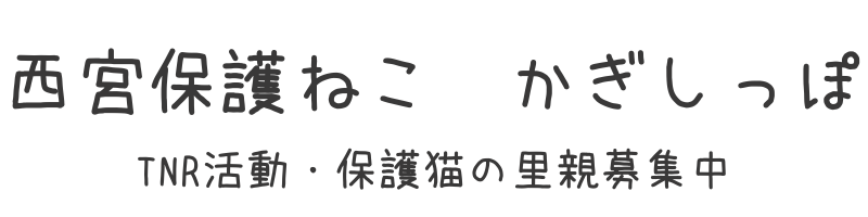 西宮保護ねこ　かぎしっぽ